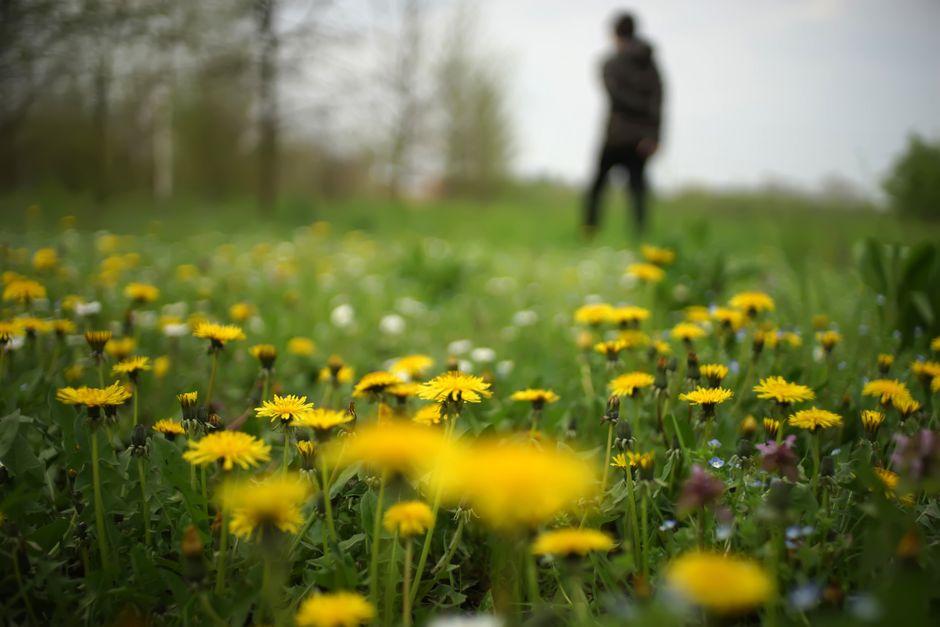 What Is the Best Dandelion Killer for a Weed-Free Lawn?