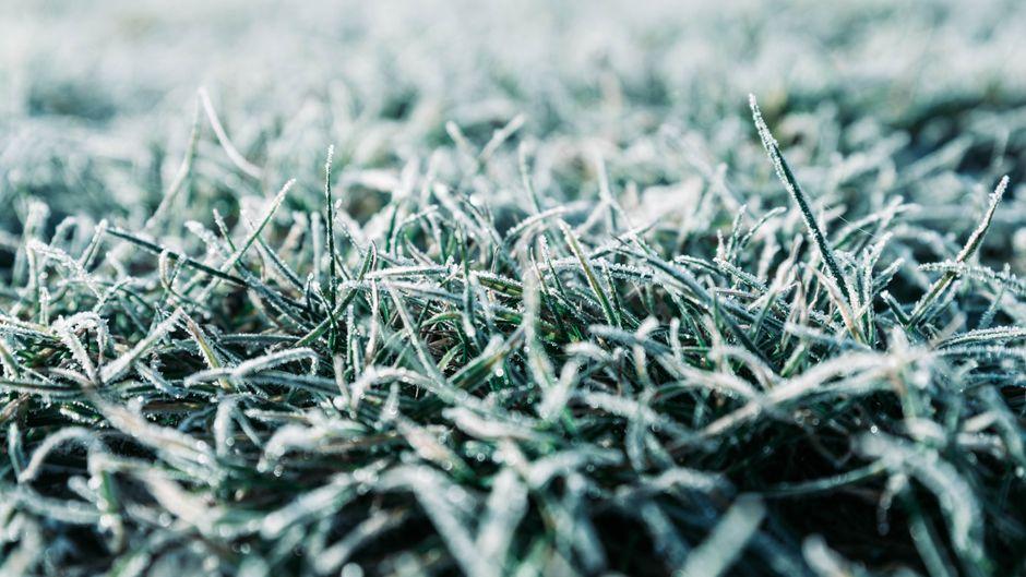 What Is the Best Way to Grow Grass for a Lush, Green Yard You Can Be Proud Of